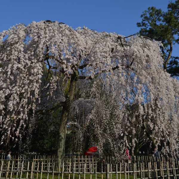 枝垂桜